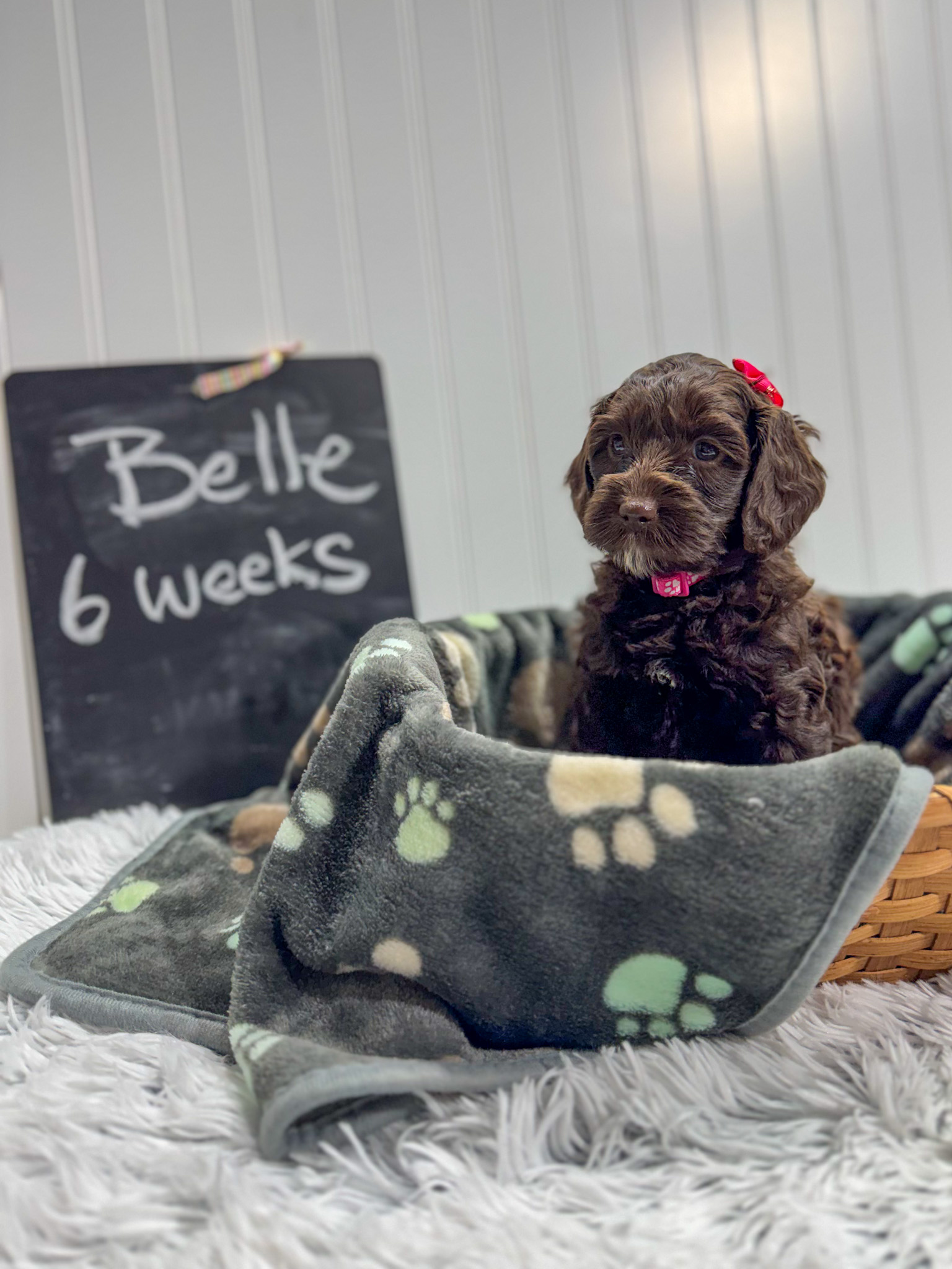 chocolate labradoodle puppy