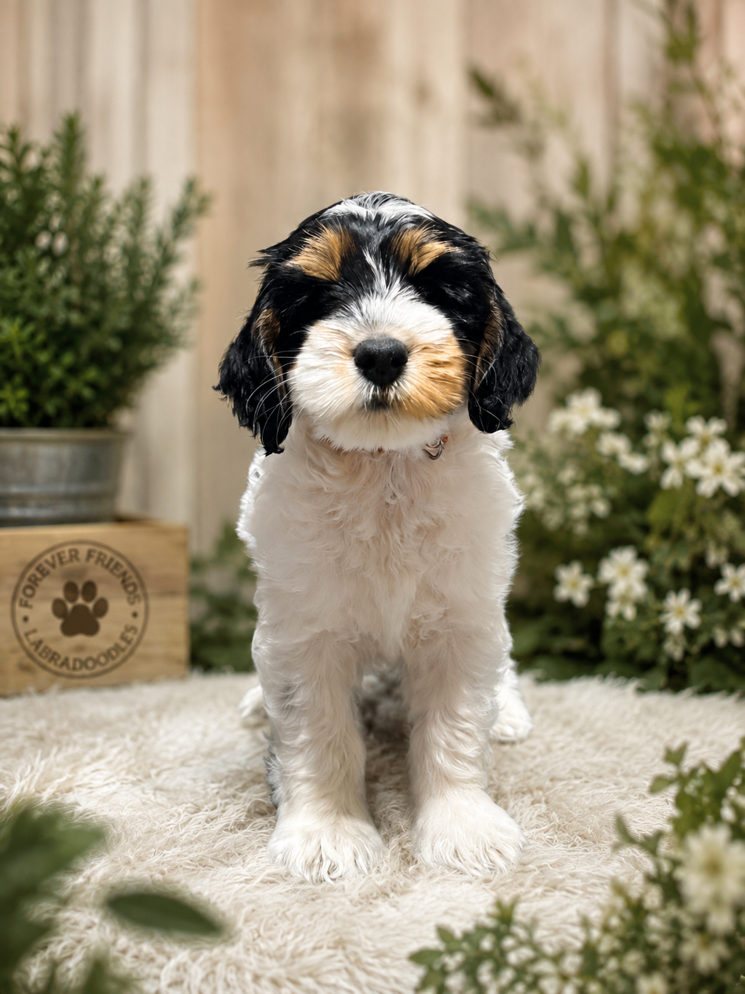 Breeding dog