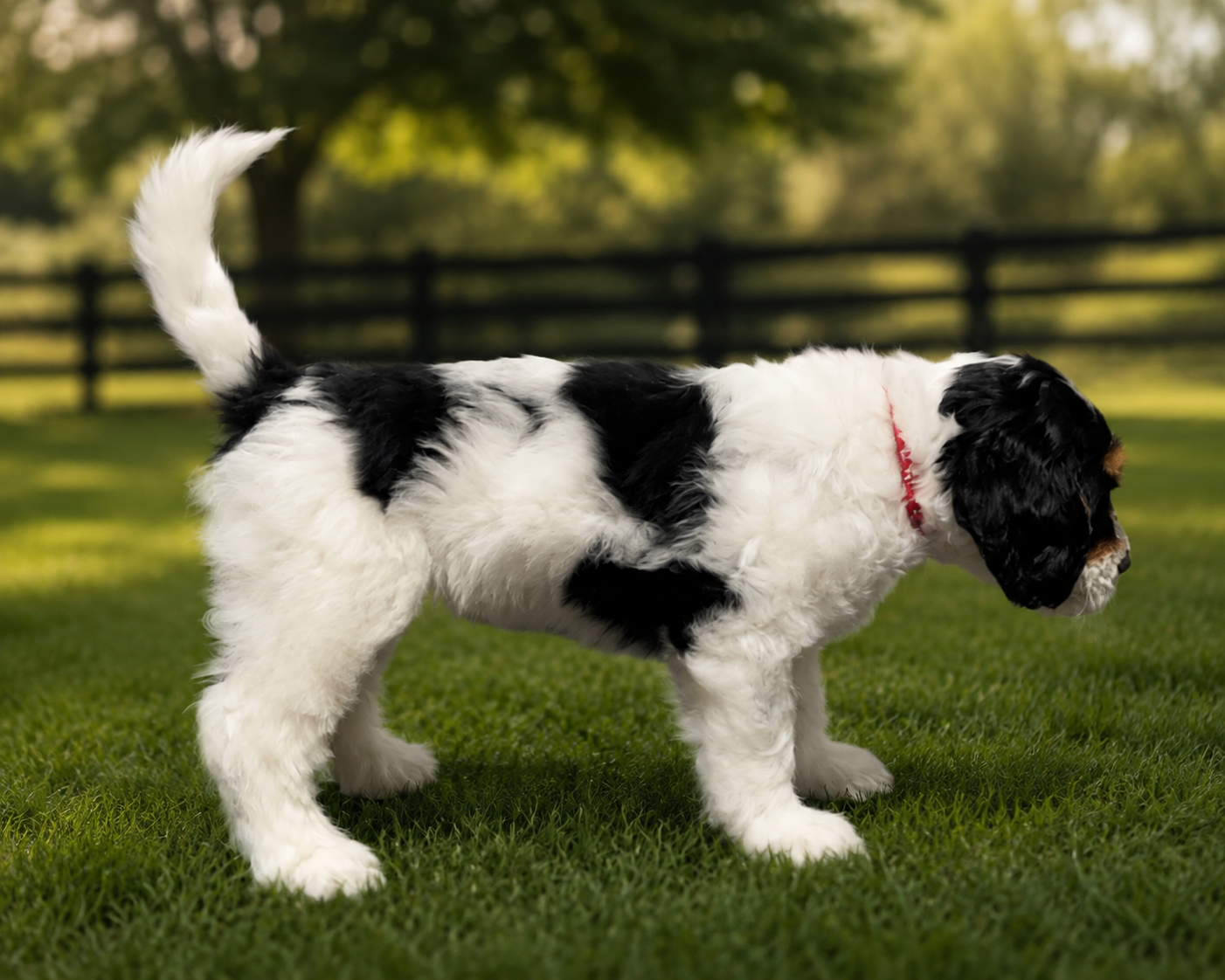 Breeding dog Stanley