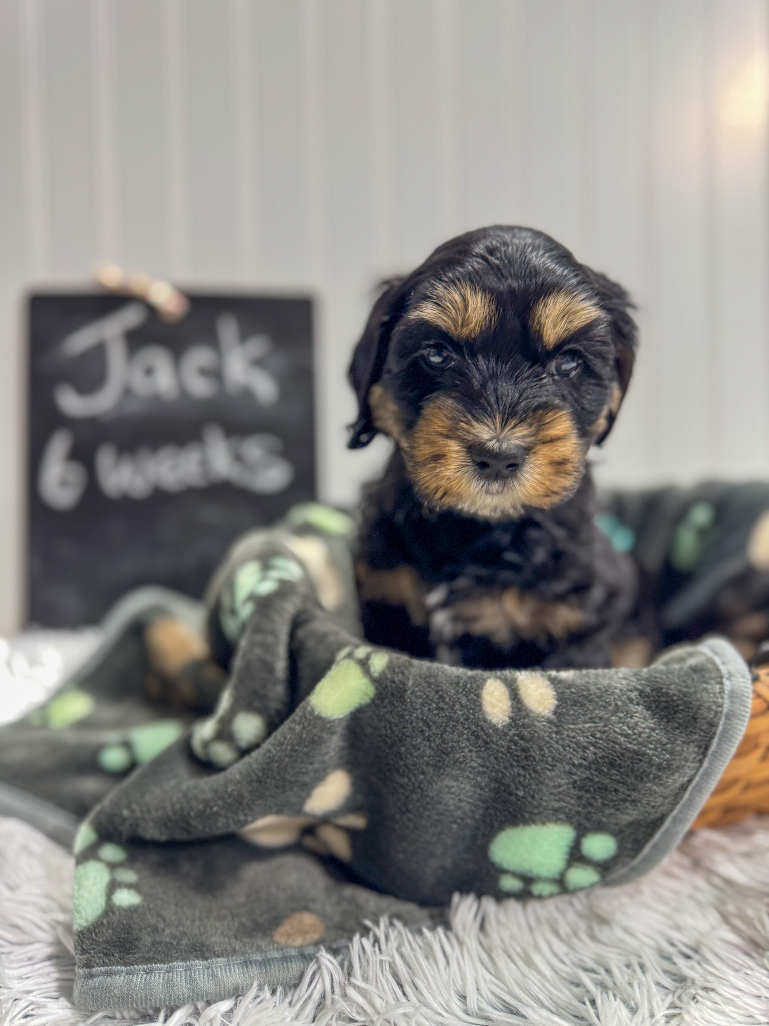 phantom labradoodle puppy