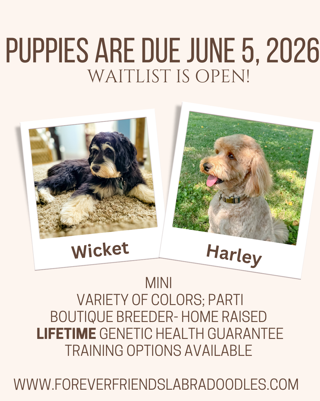 Litter Announcement