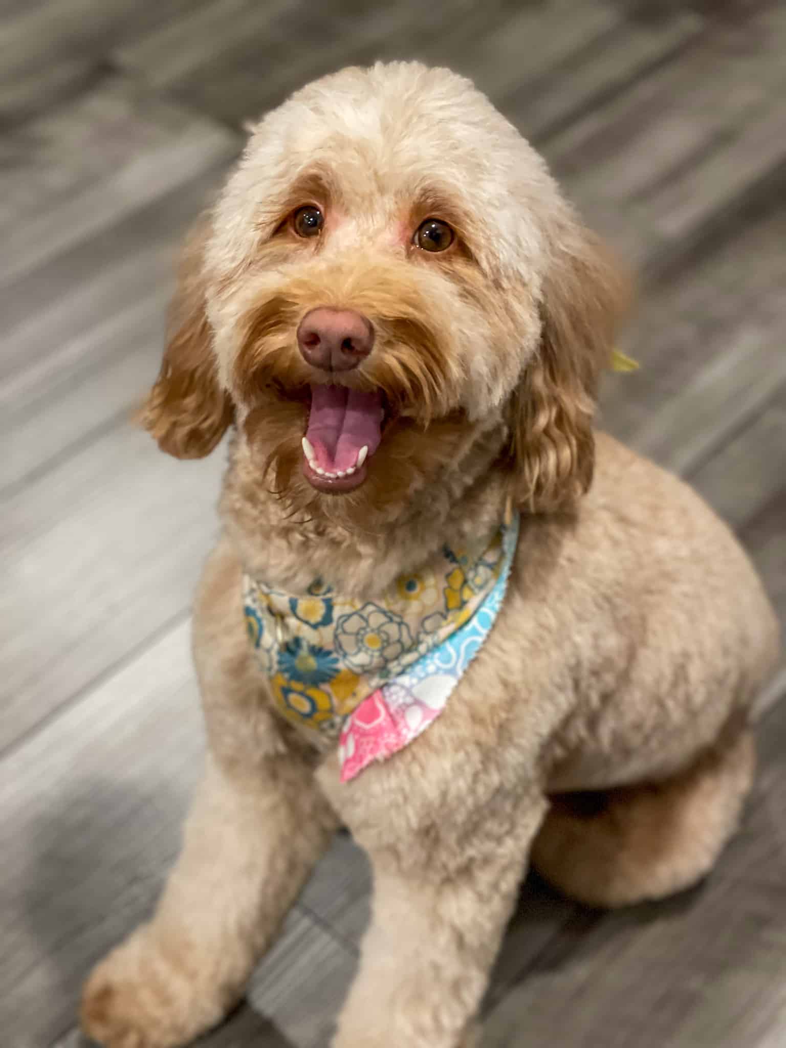 Nala