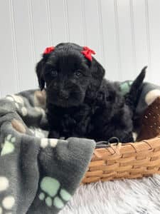 chocolate labradoodle puppy