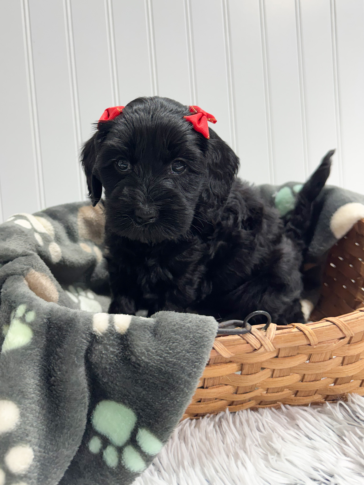 chocolate labradoodle puppy