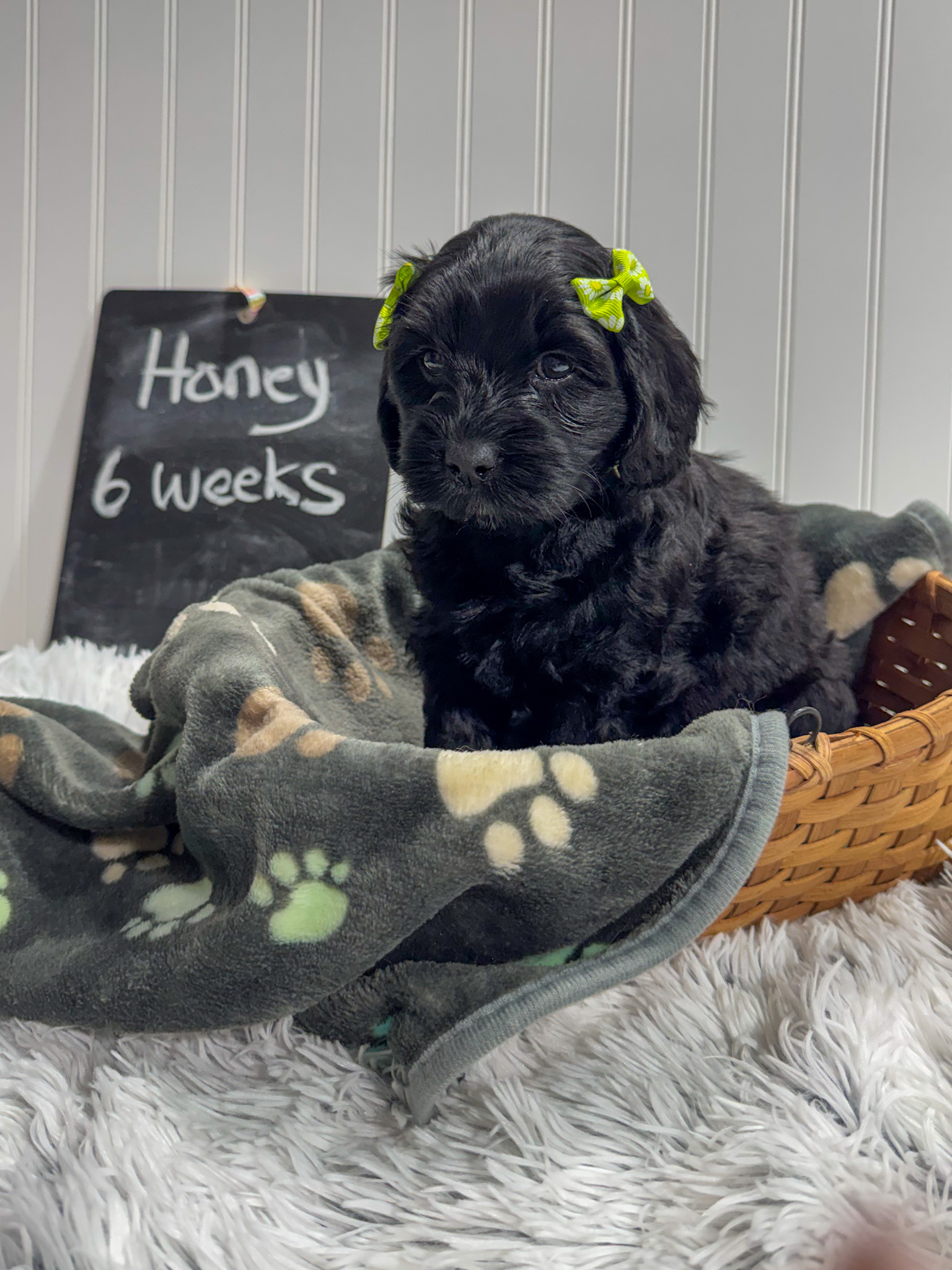 black labradoodle puppy