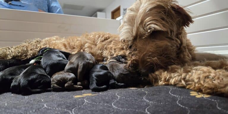 labradoodle puppies
