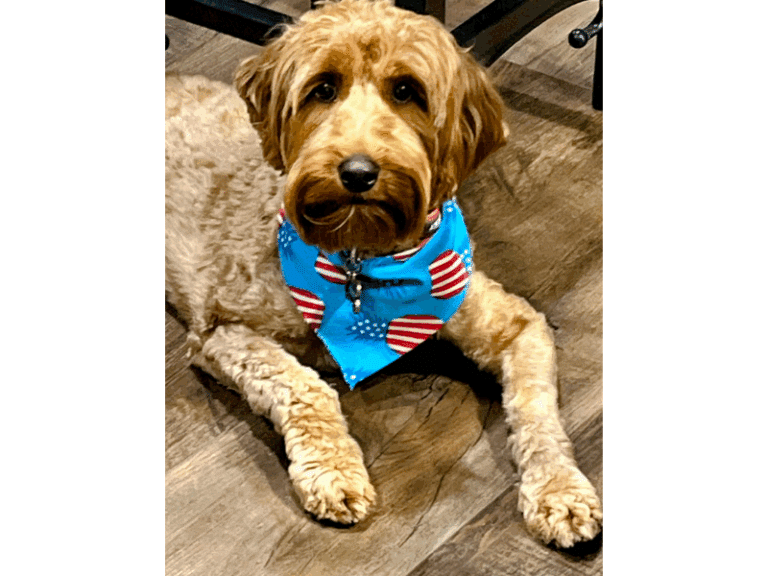 Medium sized Australian Labradoodle Kona is the best mama