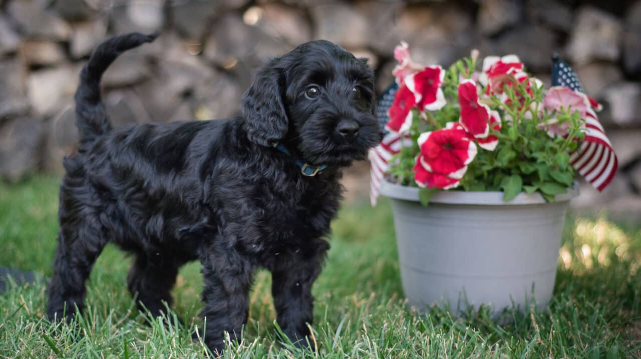Black Australian Labradoodle puppy with a soft, wavy black coat