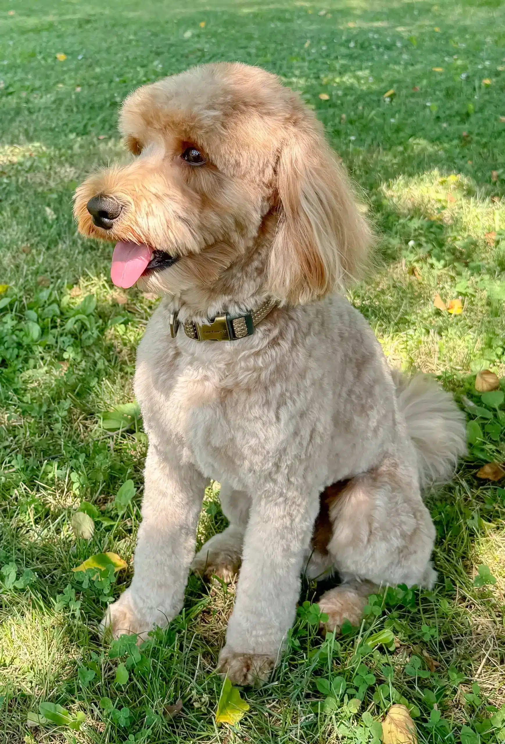 Handsome Harley will be the proud papa of our next Labradoodle puppies.