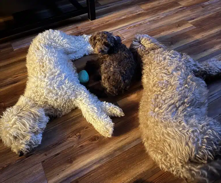 Fannie and friends- Labradoodle puppies are social