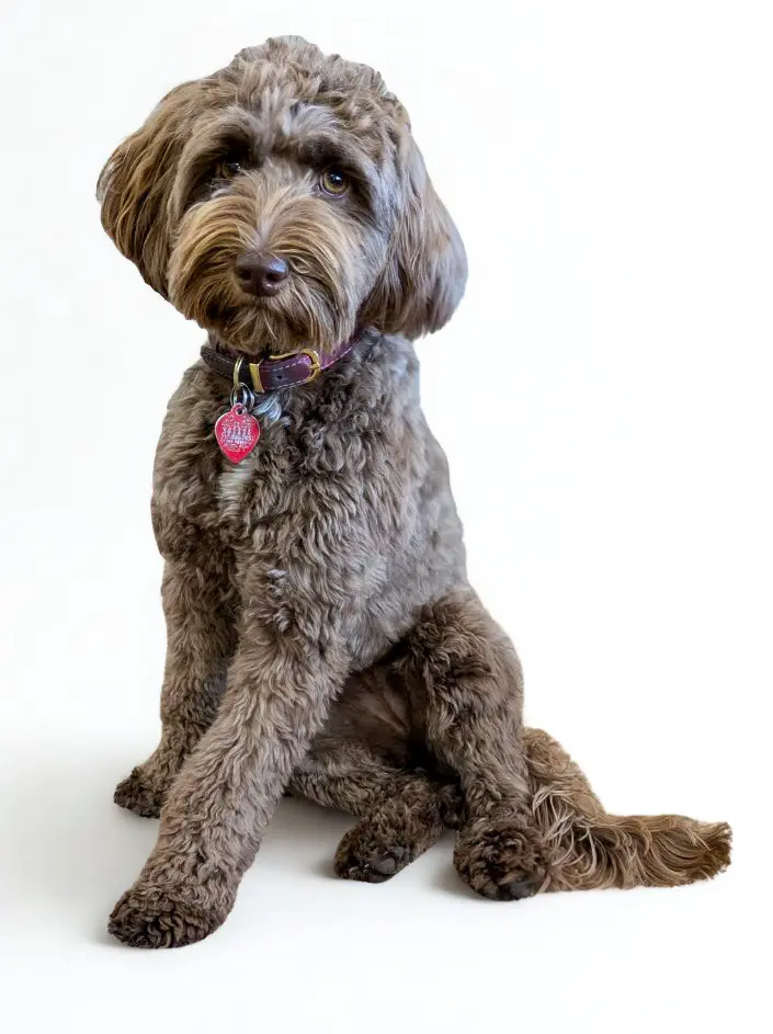 Wicket and Harley will be having mini Labradoodle puppies this Winter we hope!