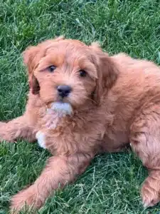 Sweet Labradoodle puppy