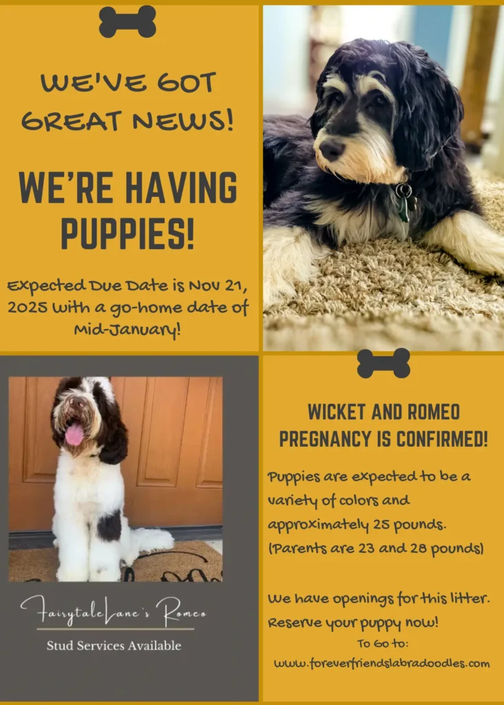 Wicket and Romeo announcement