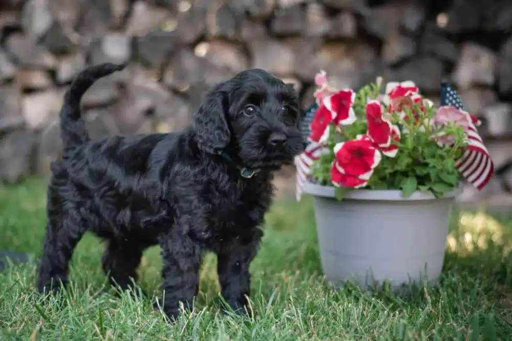 Black Labradoodle Puppy