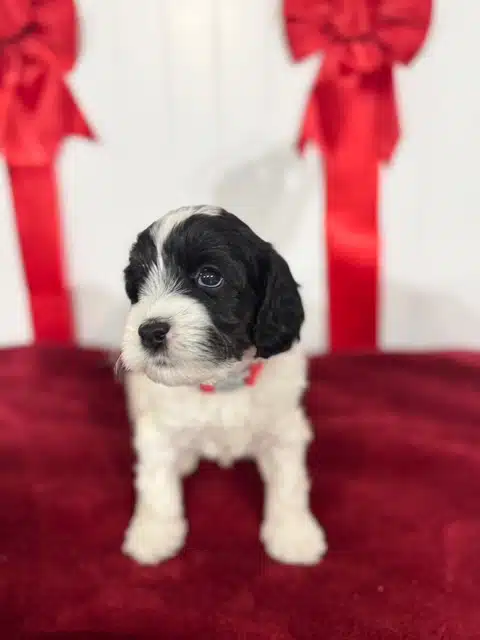 Duchess 4 wks