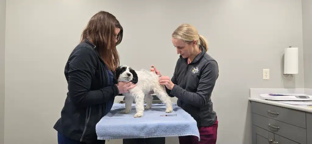 puppy vet check