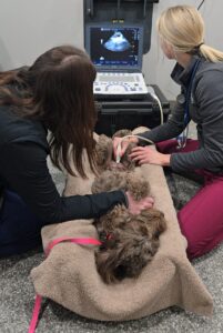 Puppy ultrasound