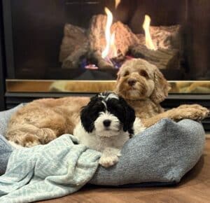 Bindi and Poppy ALDs