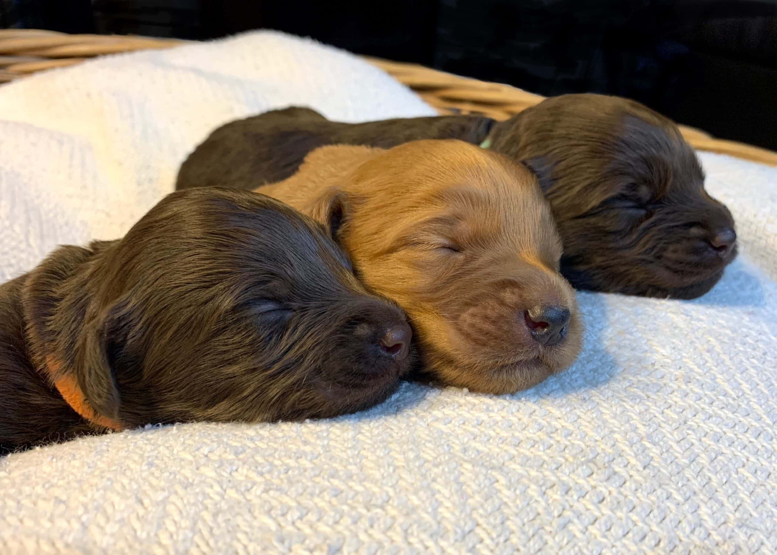 Multigen Australian Labradoodle puppy in Avon, Indiana from Forever Friends Labradoodles