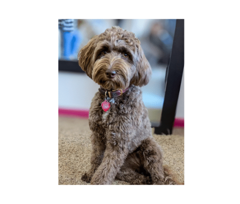 Maggie, Mini Australian Labradoodle