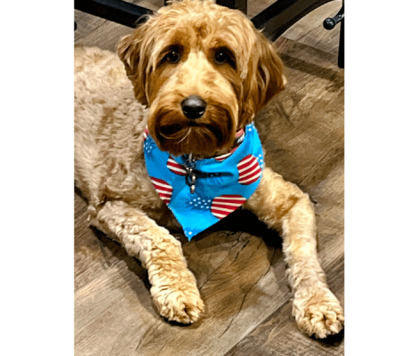 Medium sized Australian Labradoodle Kona is the best mama