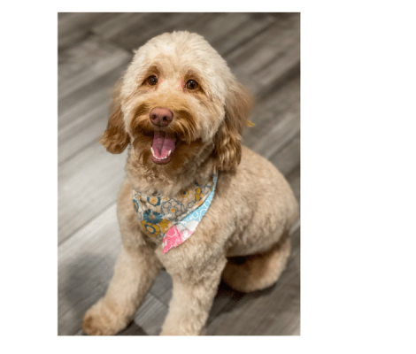 Sweetheart Nala is a medium sized Australian Labradoodles