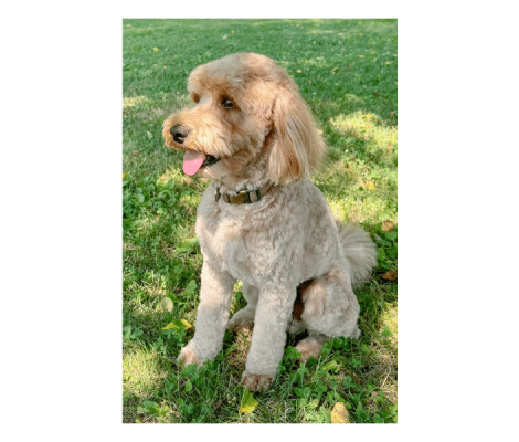 Charming Harley is a mini stud with lots of charisma